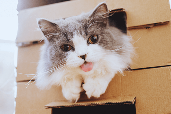 Why do cats love boxes?