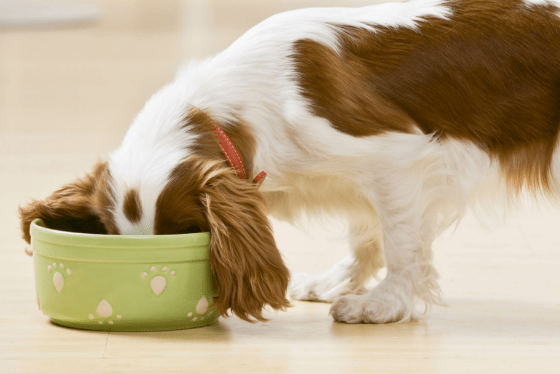 How to slow down your chowhound