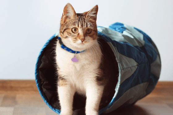 Cat zoomies: Understanding these crazy bursts of energy