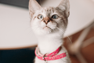 dog cat cool facts