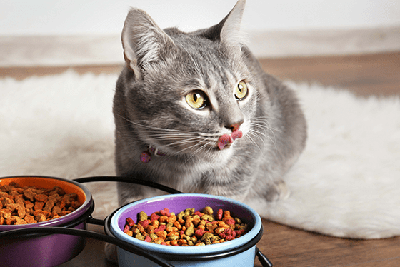 ​Why do cats meow?