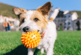Fun Exercises for Dogs &amp; Cats