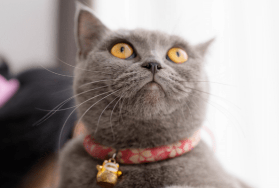 10 facts about cats