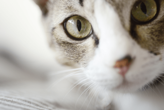 Can Dogs & Cats Sense Human Emotions