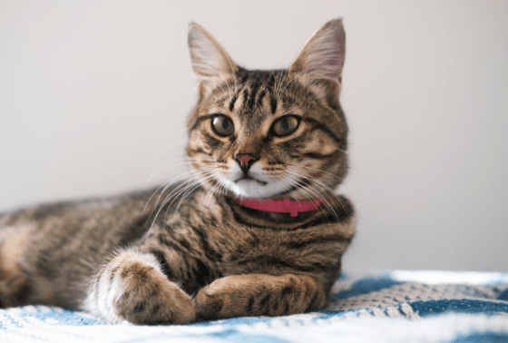 Adopting a new pet? What is the 3-3-3 adoption rule?