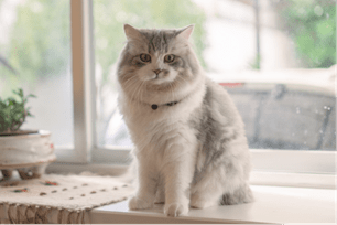 t or f indoor pets safe from parasites