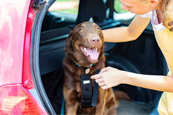 Road trip safety tips