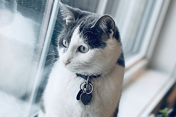 True or False: Cats are immune to Heartworm disease