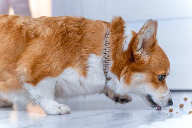 Should you follow pet food label serving sizes?