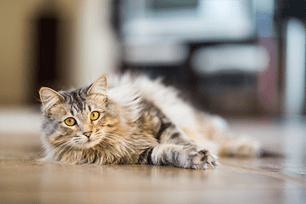 training cats