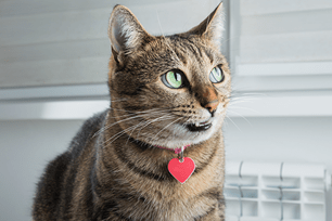 do cats talk to each other
