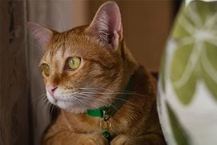 tf-most cats let you know in pain