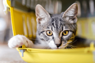 travel training tips for cats