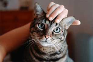 what if pet toothbrushing is not possible