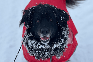 dog winter safety