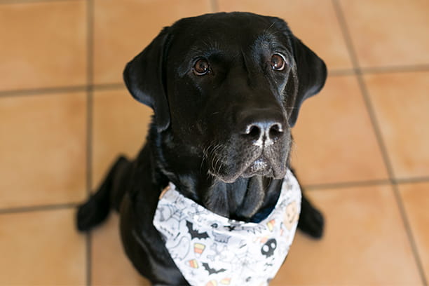 Halloween safety tips for pets