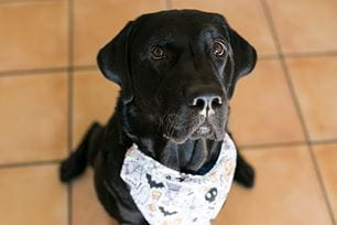 halloween pet safety tips