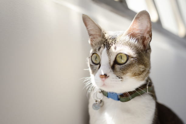 Help your pet cope with their kid anxiety