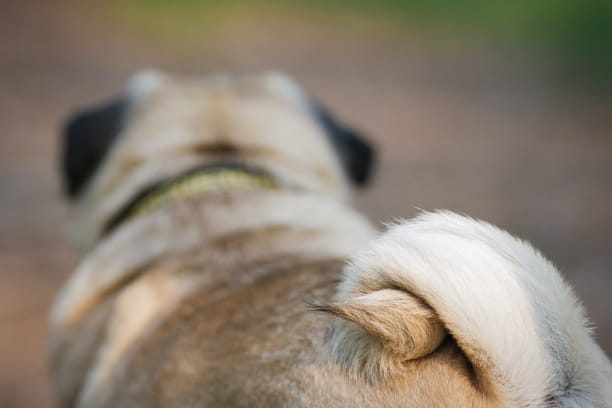 Can you match the tail to the breed?