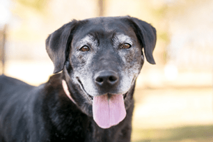 adopt senior pets