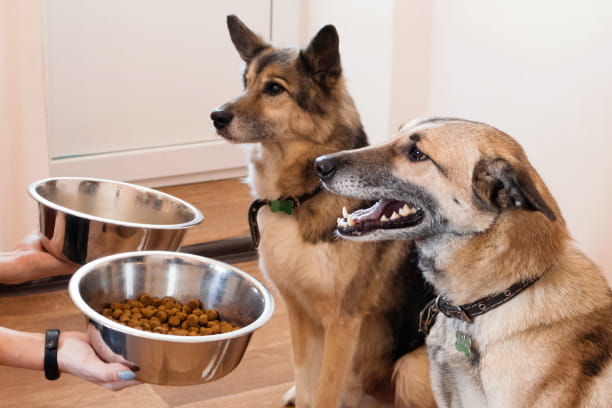feeding senior pet
