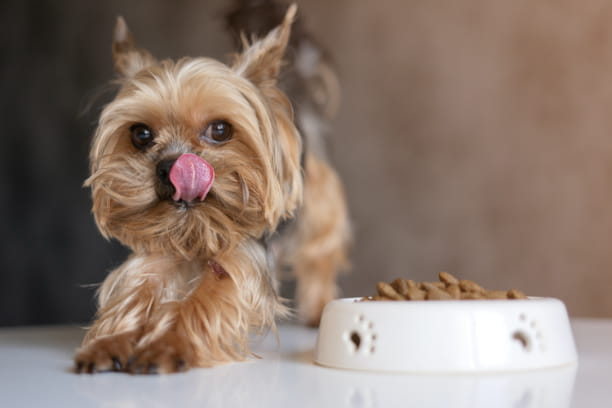 pet feeding tips