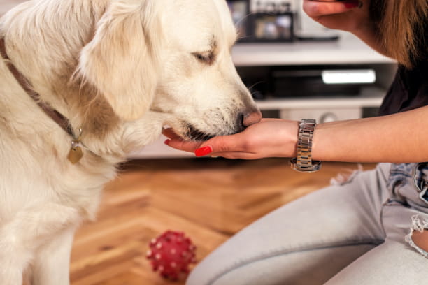 pet probiotics