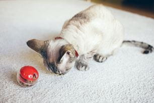 interactive pet feeders