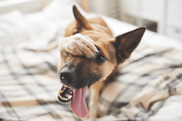 pet bad breath