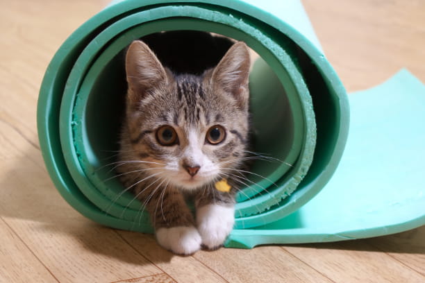 How to exercise your cat