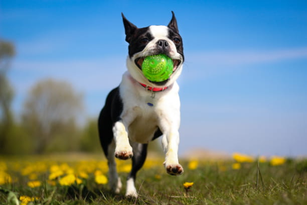fitness plan for dog