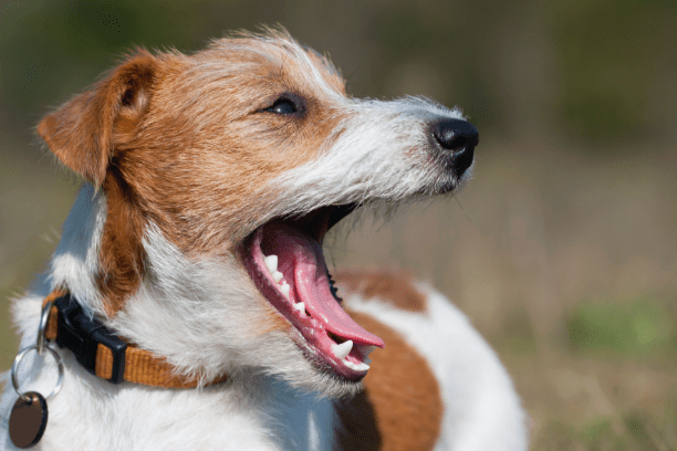 Fun facts about your pet's teeth