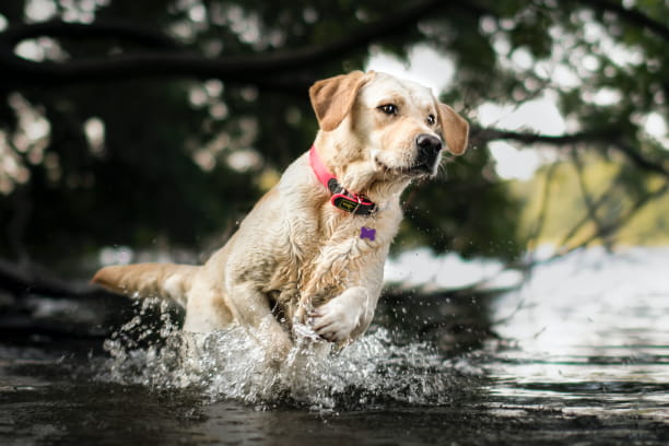 get dog water ready