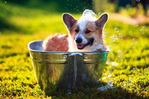 summer grooming