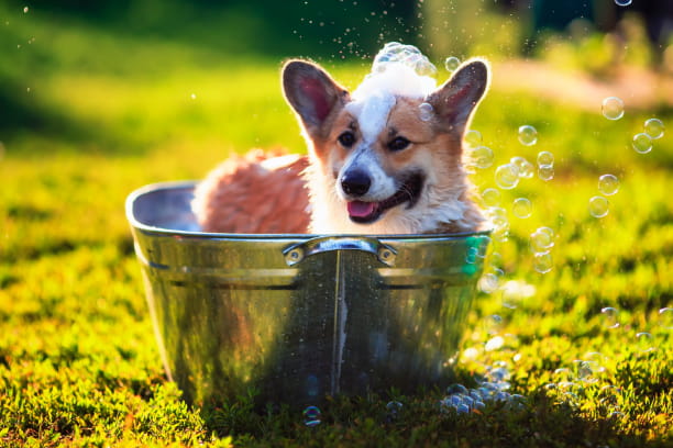 Grooming tips to keep dogs and cats cool in late summer