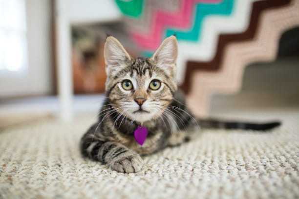 Home repairs and your pet