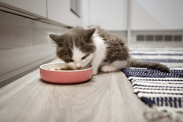 Pet nutritional needs across lifestages