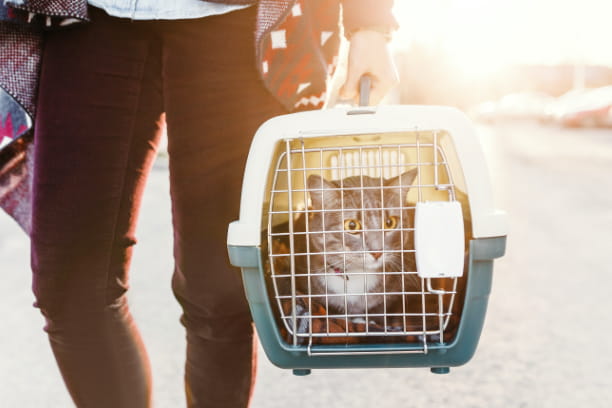 Carrier training can help promote a lifetime of cat health 