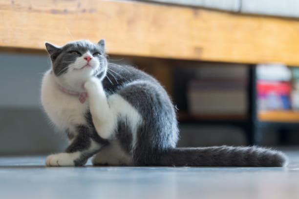 Flea Allergy Dermatitis: Causes &amp; Treatment