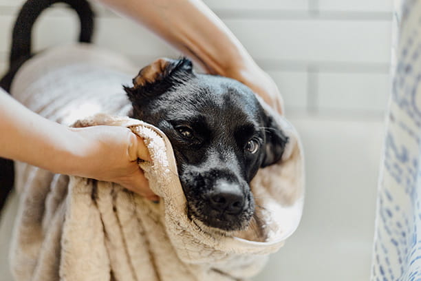 Get your pet bathing routine down