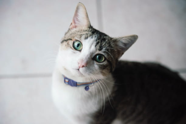 cat L-lysine supplements