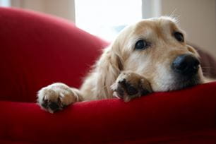 dog liver supplements