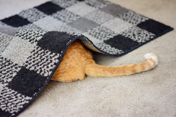 pet supplements natural remedies
