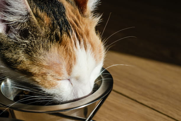 taurine pet supplements