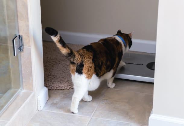 How to know if your pet is overweight