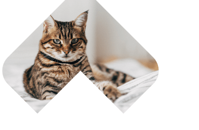 Dogs Skin & Coat illustration