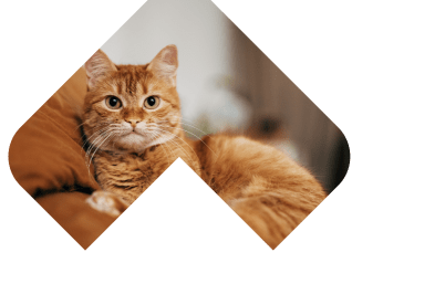 Dogs Skin & Coat illustration