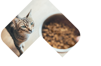 Dogs Skin & Coat illustration