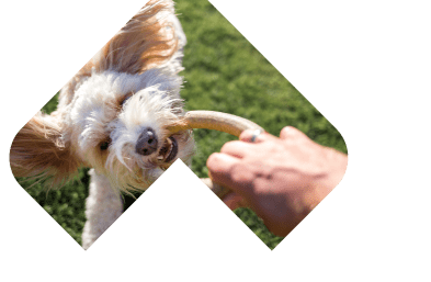 Dogs Skin & Coat illustration