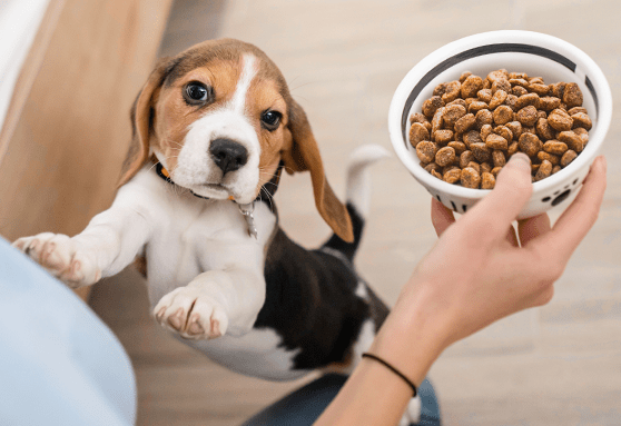 How to choose the right food for your puppy